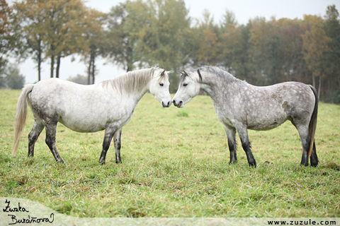 Langvennen stud a hackney jen 2010