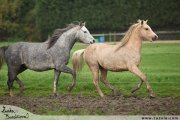 Welsh pony