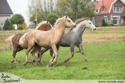 Welsh pony