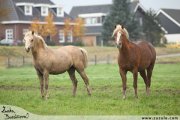 Welsh pony