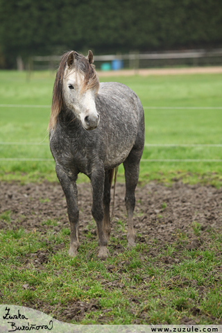 Welsh pony