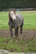 Welsh pony