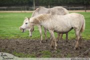 Welsh pony