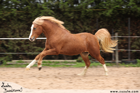 Wildzang's Golden Mark