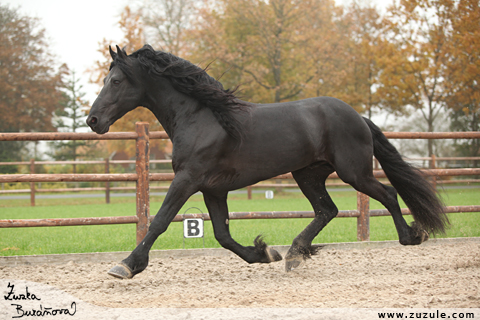 Romke