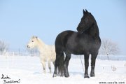 Shy Romance a Willemke