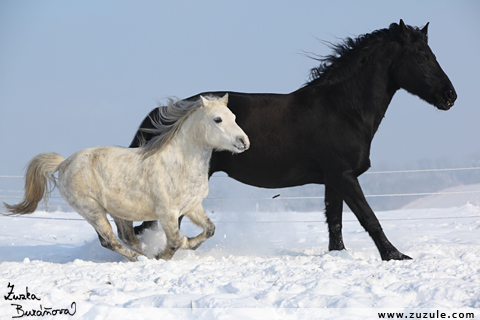 Shy Romance a Willemke