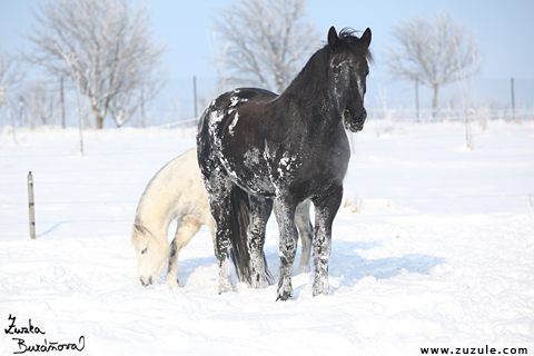 Shy Romance a Willemke