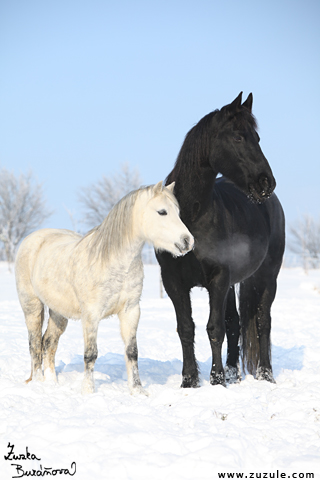 Shy Romance a Willemke