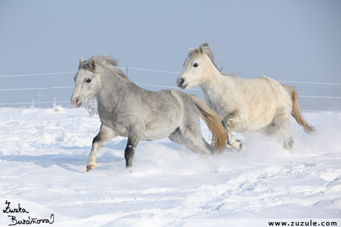 Zlín: Welsh mountain pony a fríská klisna