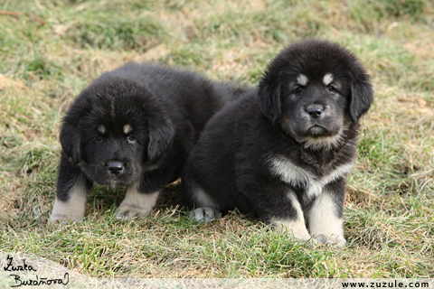 Tibetsk doga