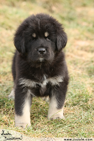 Tibetsk doga