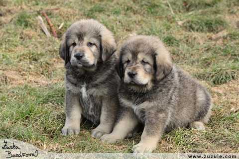 Tibetsk doga