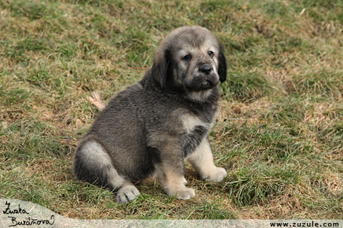 Tibetsk doga