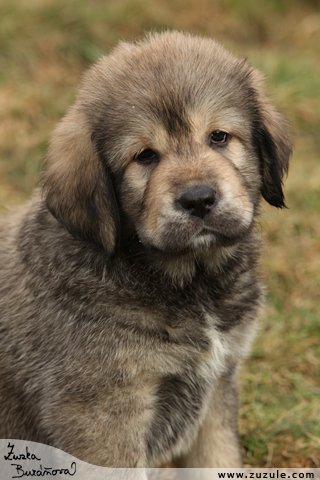 Tibetsk doga