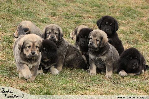 Tibetsk doga