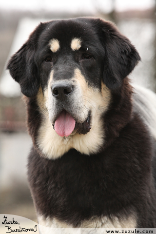 Tibetsk doga