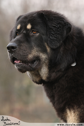 Tibetsk doga