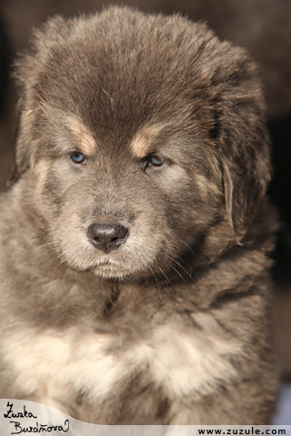 Tibetsk doga