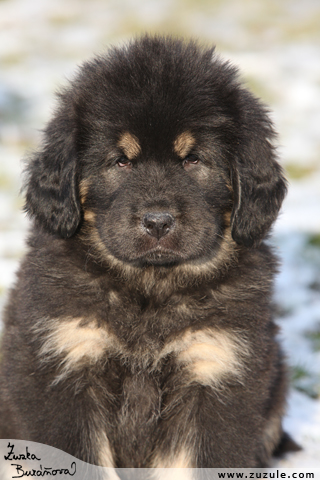 Tibetsk doga