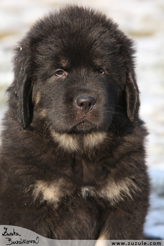 Tibetsk doga