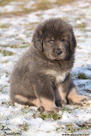 Tibetsk doga