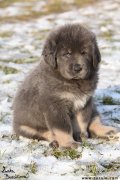 Tibetsk doga