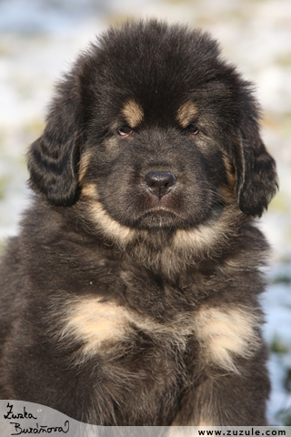 Tibetsk doga