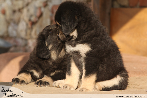 Tibetsk doga