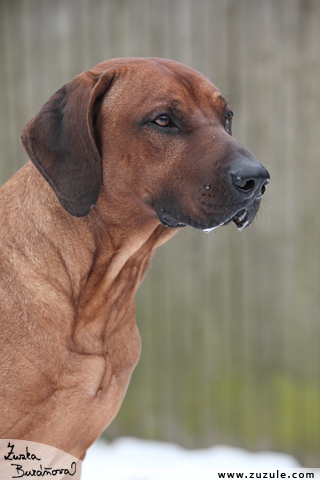 Rhodsk ridgeback