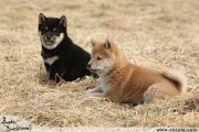 Shiba inu