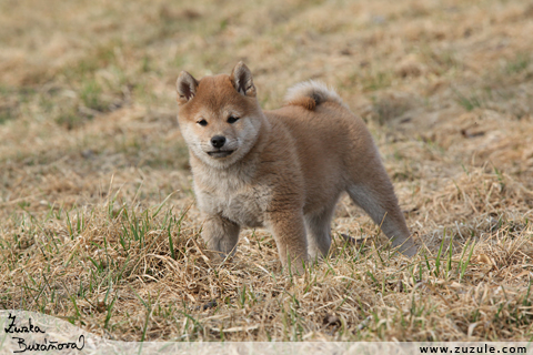 Shiba inu