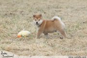 Shiba inu