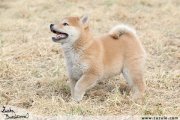 Shiba inu