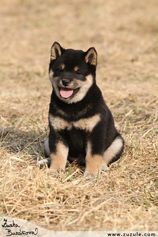 Shiba inu