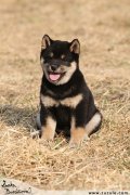 Shiba inu
