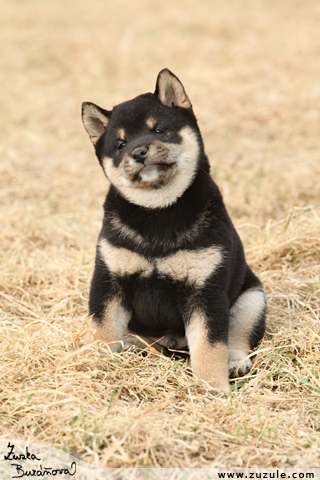 Shiba inu