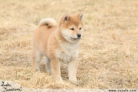 Shiba inu