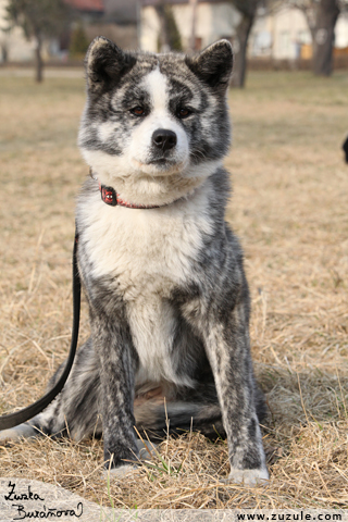 Akita inu