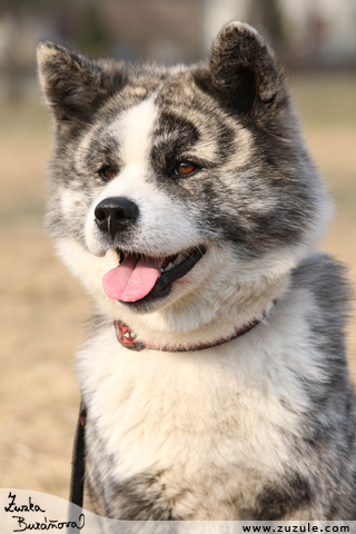 Akita inu