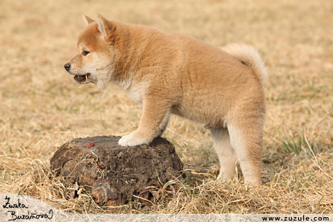 Shiba inu