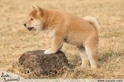 Shiba inu