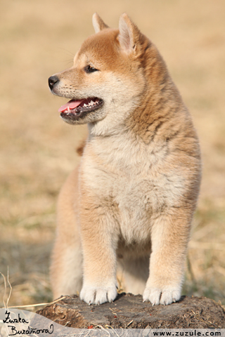 Shiba inu