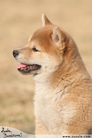 Shiba inu