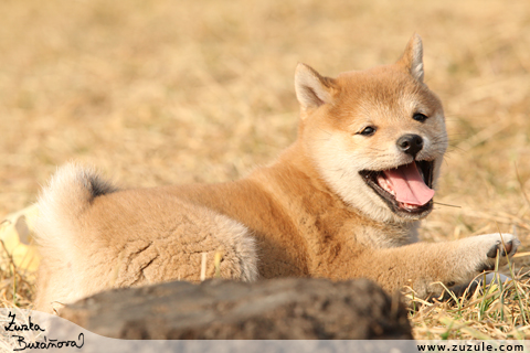 Shiba inu