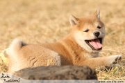 Shiba inu