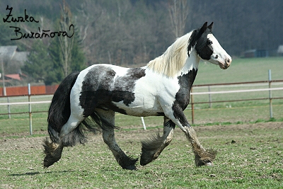 Irsk cob (tinker) Lennox P duben 2008