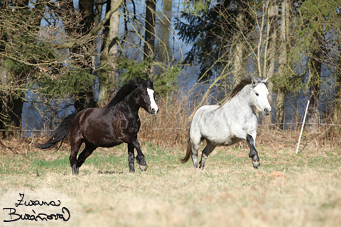 Pony centrum Cheb  Pelhimov