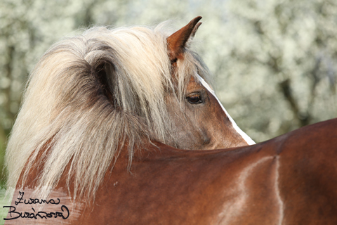 Ran Mustang Veselko na jae