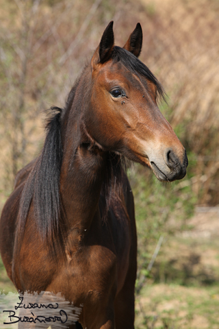 Paso Fino Colombiano